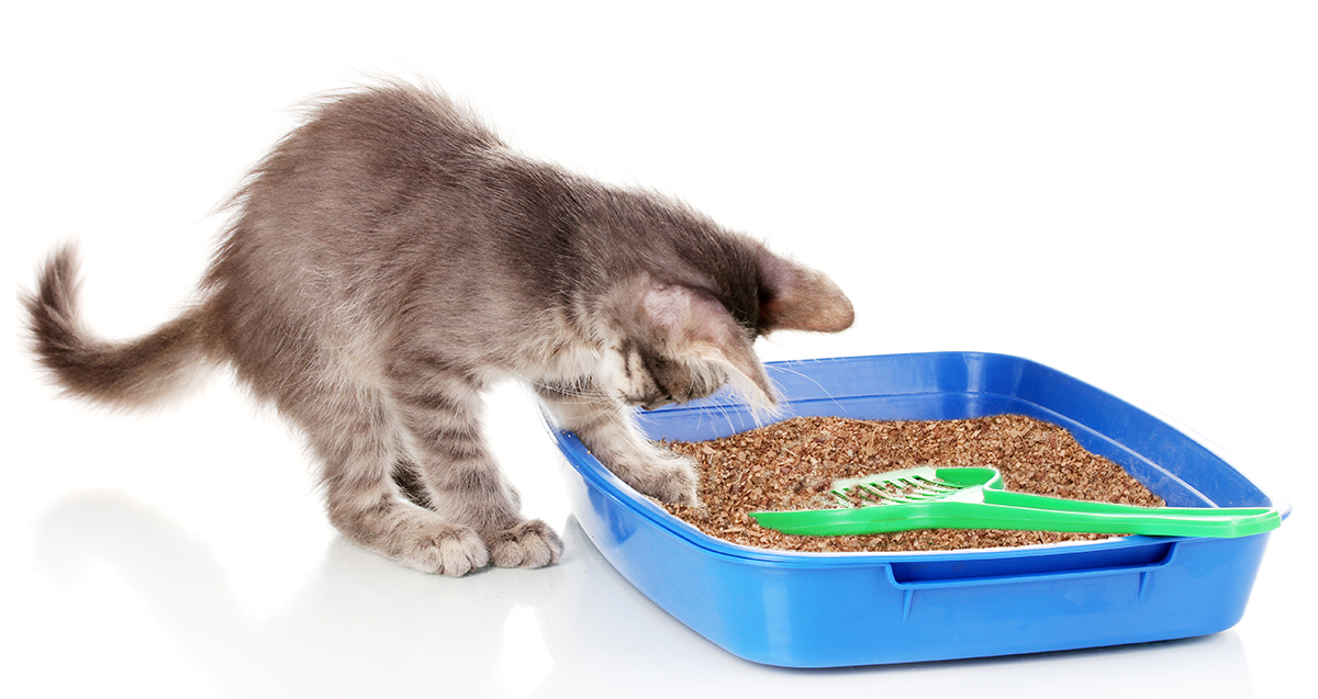 how to change a litter box