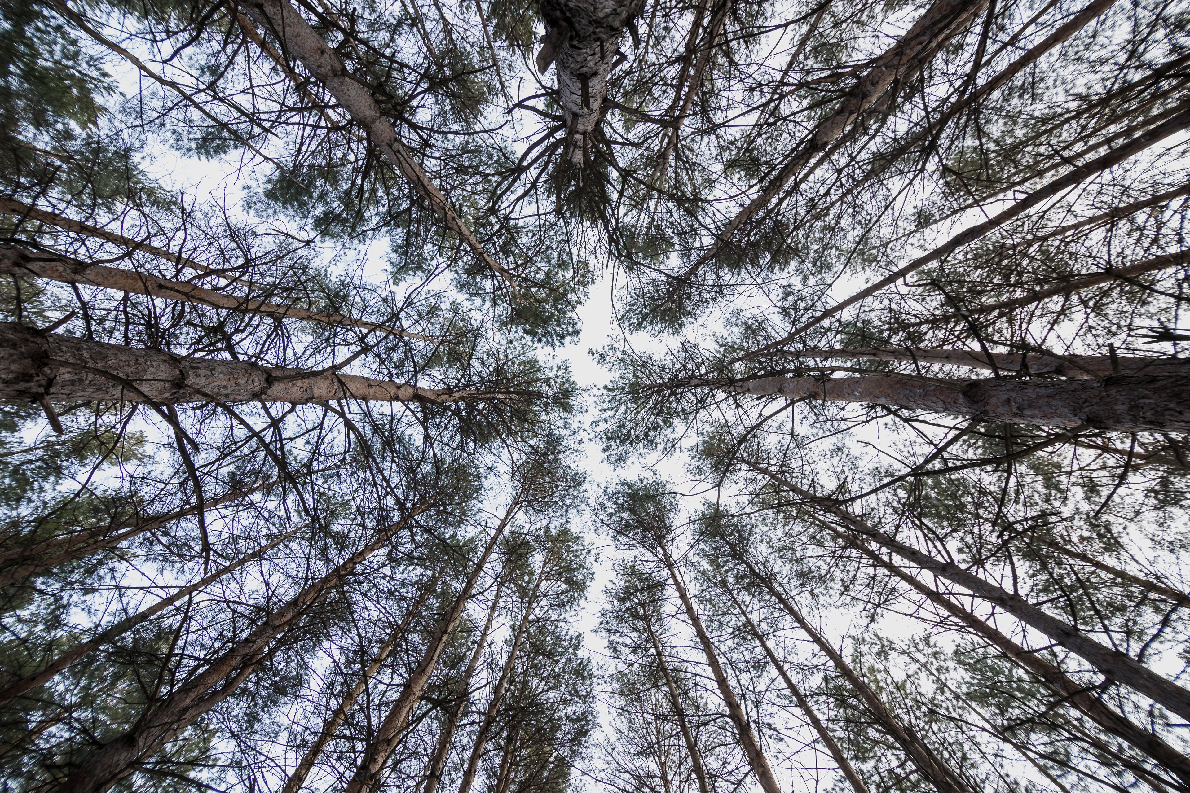 White sky framed by tall trees