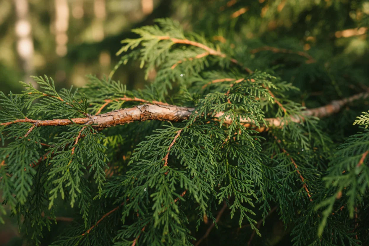 Close-up of a cedar branch with green needles in a forest setting